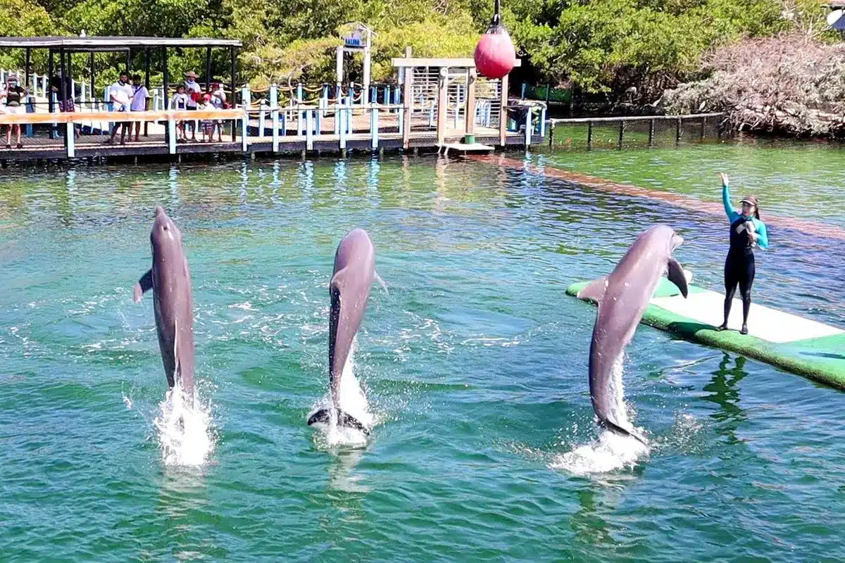 Tour 4 Destinos + Oceanario - Image 7